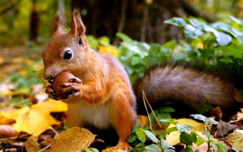 Squirrel Autumn Wallpapers - Wallpaper Cave