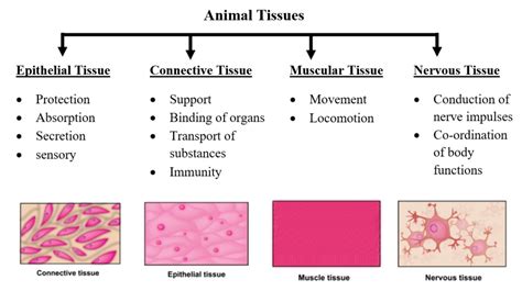 Animal Tissues - W3schools