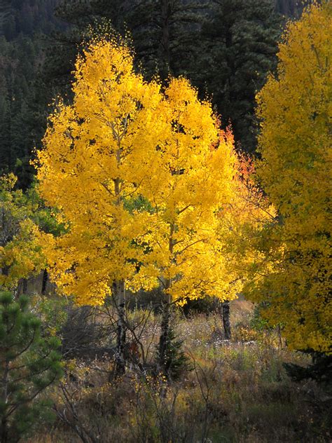 Aspen trees in the Fall