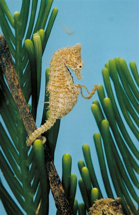 Seahorse Giving Birth Photograph by Paul Zahl