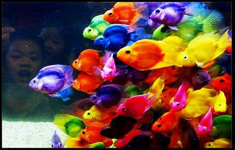 Rainbow Fish by ~DebbieDimes on deviantART | Colorful fish, Rainbow ...