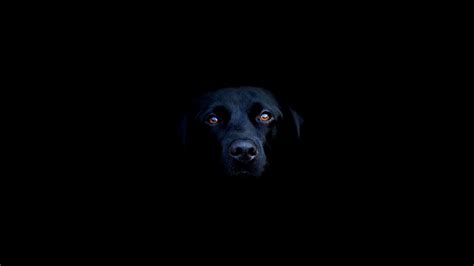 Black dog 1920x1080 Wallpaper | Dog wallpaper, Black dog, Animal wallpaper