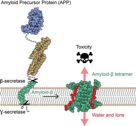 Atomic Structure of Alzheimer’s Amyloid Protein Reveals New Toxicity Mechanism