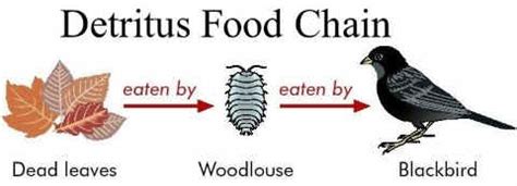 Energy Flow Through an Ecosystem: Trophic Levels, Food Chain, Food Web & Biotic Interaction ...