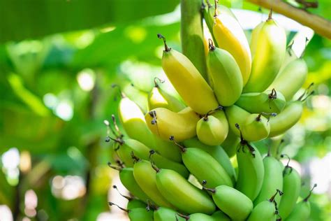 How to Harvest Bananas: 4 Important Things to Look For - Minneopa Orchards