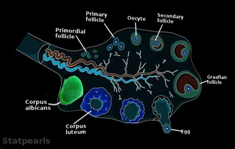 Corpus Albicans Histology