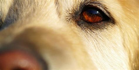 Common eye health problems in dogs and the signs – Broadreach Nature