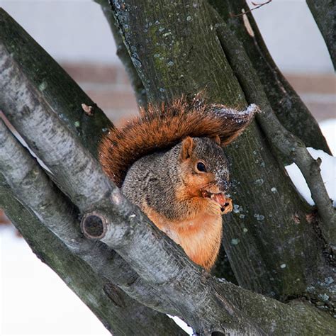 Fat Squirrels That Totally Overate This Winter