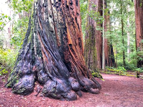 Weekend in the Santa Cruz Mountains near San Francisco, California