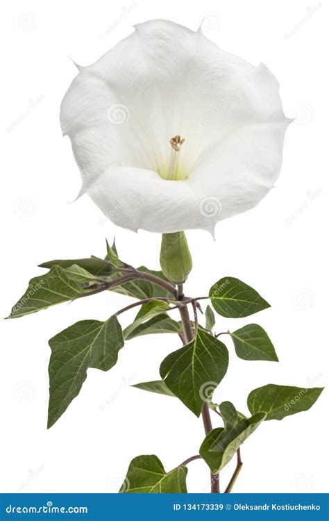 Datura Flower, Dope, Stramonium, Thorn-apple, Jimsonweed, Isolated on White Background Stock ...