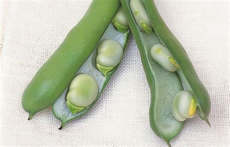 Purée of Broad Beans | Recipes | Delia Online