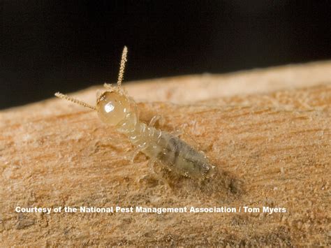 Subterranean Termites: Damage, Prevention, & Control: NPMA