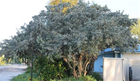 Silver Standard Buttonwood Tree: A Glimmering Coastal Treasure - Simply Trees LLC