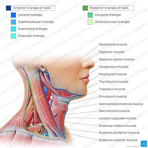 Stylohyoid: Origin, insertion, innervation and action | Kenhub