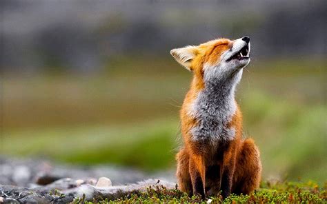 Fox Desktop Wallpapers - Top Free Fox Desktop Backgrounds - WallpaperAccess