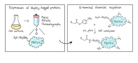 His Tag Acylation | Research Communities by Springer Nature