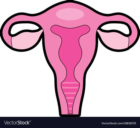 Fallopian tubes with uterus to human anatomy Vector Image