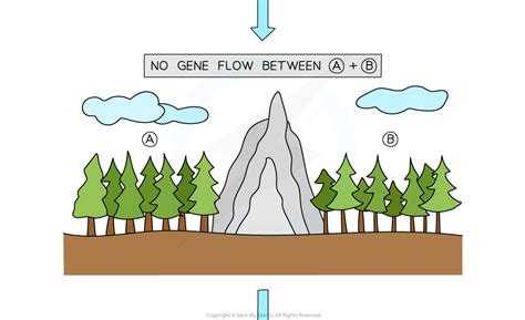 CIE A Level Biology复习笔记17.3.2 Allopatric & Sympatric Speciation-翰林国际教育