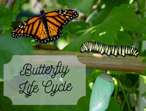 Life Cycle Of A Butterfly: Stages Of Life - Science Trends