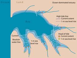 Ecology - The Summer Flounder Resource