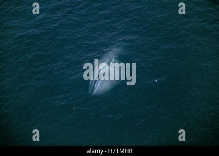 Blue Whale (Balaenoptera musculus) filter feeding, endangered, Sea of Cortez, Mexico Stock Photo ...