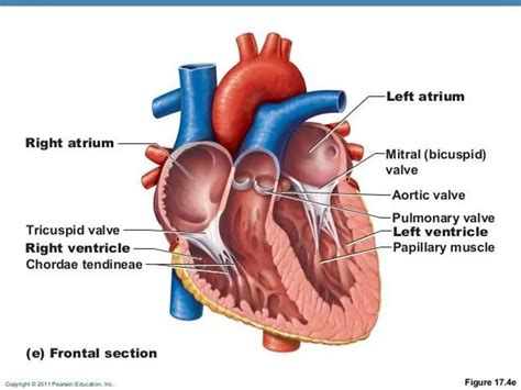 Pictures Of Chordae Tendineae