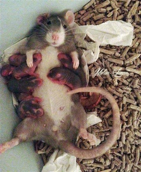 Albums 93+ Pictures What To Feed Baby Rat With Eyes Closed Excellent