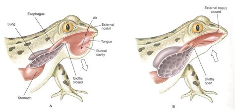 frog respiration | Amphibians, Respiratory system, Frog dissection