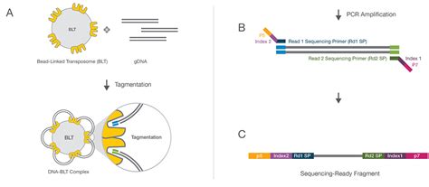 Illumina DNA Prep | Flexibility for many whole-genome sequencing ...