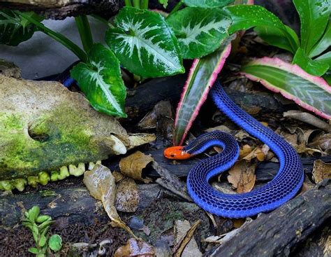 (1) 🔥 Malaysian Blue Coral snake : NatureIsFuckingLit in 2020 | Coral snake, Coral blue ...