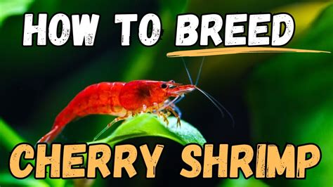 🦐 Secrets to Successful Red Cherry Shrimp Breeding Revealed - YouTube