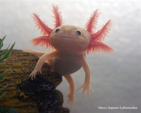 axolotl | Axolotl, Weird looking animals, Axolotl cute