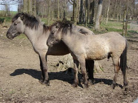 Tarpán (Equus Ferus Ferus), el antepasado salvaje del caballo.