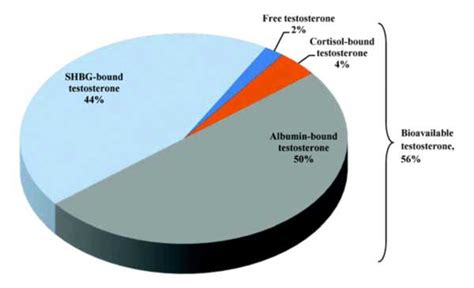 Testosterone Blood Test Results Explained, Understand Test Result