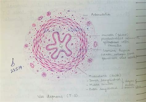 Vas deferens | Histology slides, Medicine student, Medical education