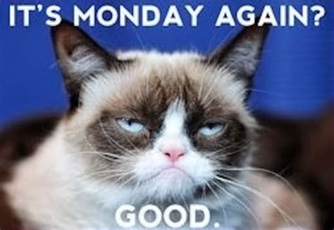 Grumpy Cat Monday Pictures, Photos, and Images for Facebook, Tumblr, Pinterest, and Twitter