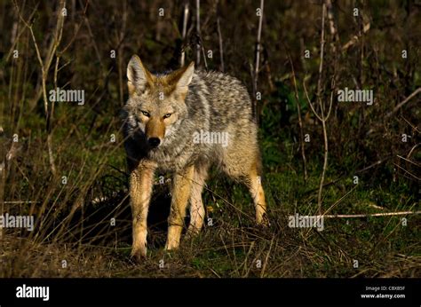 Coyote exploring it's habitat Stock Photo - Alamy