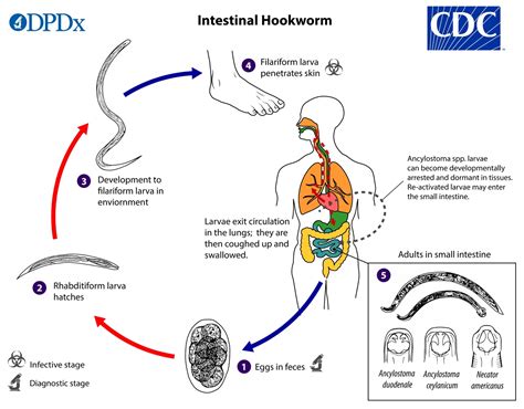 Hookworm in Humans & FAQs: Most Asked Questions with Answers about ...