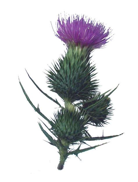 Scotch Thistle Scottish Thistle Drawing Celtic three thistles stencil ...