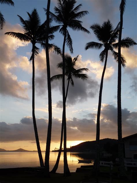 Free Images : landscape, horizon, cloud, plant, sky, sunrise, sunset, palm tree, morning, dawn ...