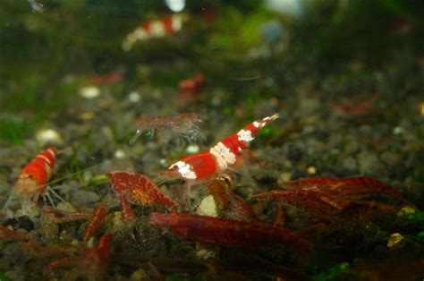 Crystal Red Shrimp Care and Breeding | The Planted Tank Forum