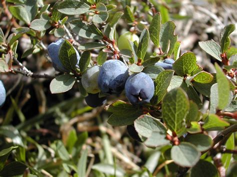 Vaccinium (Bilberries, Blueberries, Blueberry, Cranberries, Huckleberries) | North Carolina ...