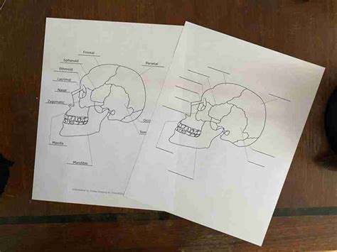 Free Worksheet: Anatomy of the Human Skull (& a skull coloring page)