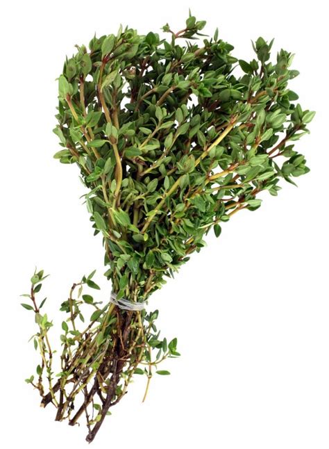 Harvesting Thyme And How To Dry Thyme | Gardening Know How