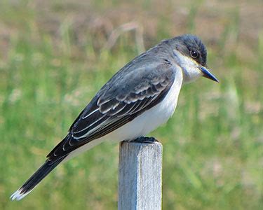 40 Birds You Can See in the Great Smoky Mountains National Park - Avian ...