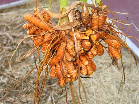 Fresh turmeric root from garden. | Vasos