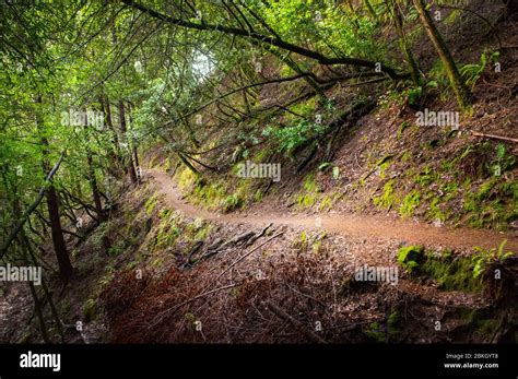 Hiking Trail, Marin County, California Stock Photo - Alamy