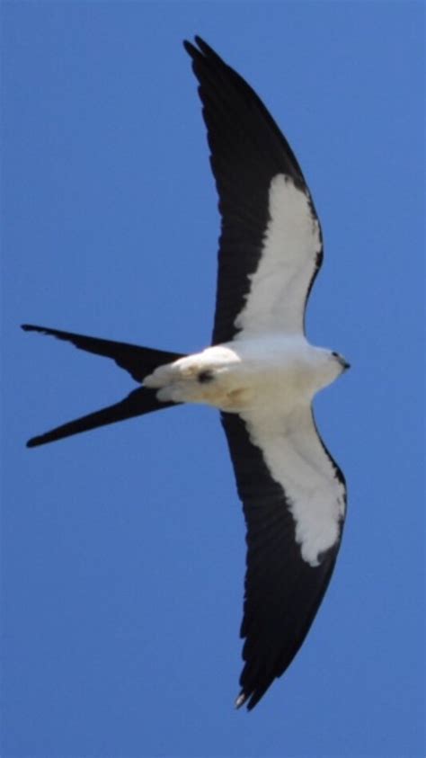 bird of prey forked tail | Jacqui Thurlow-Lippisch