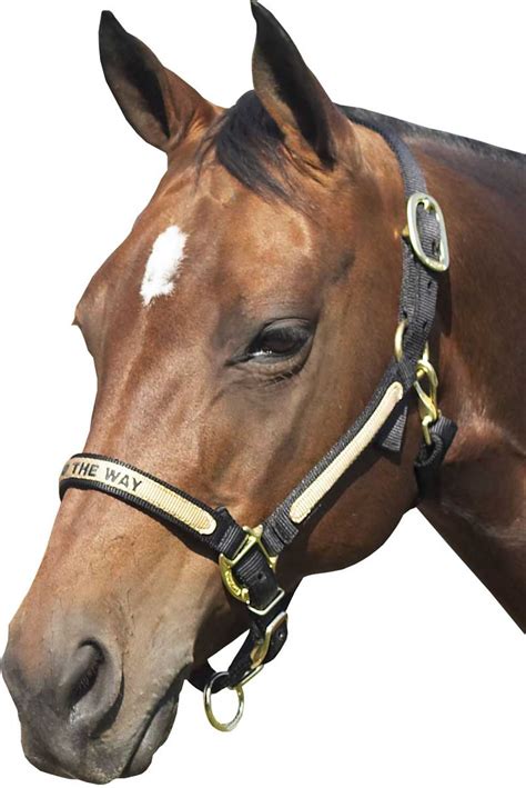 Brookside Personalized Horse Halter Brookside ( - Supplies Tack ...