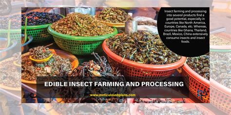 EDIBLE INSECT FARMING AND PROCESSING - Meticulous Business Plans